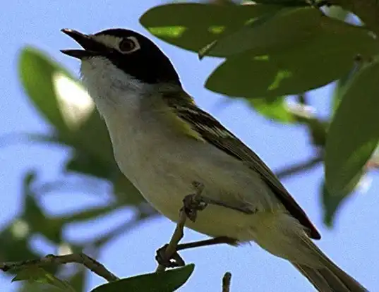 Picture of a black-capped vireo (Vireo atricapilla)