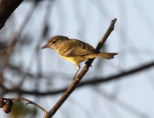 Picture of a bell's vireo (Vireo bellii)