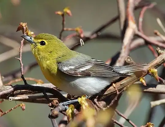 Picture of a yellow-throated vireo (Vireo flavifrons)