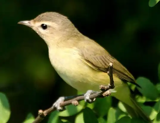 Picture of a warbling vireo (Vireo gilvus)