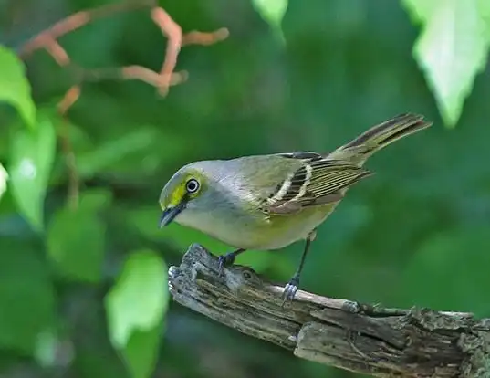 Picture of a white-eyed vireo (Vireo griseus)