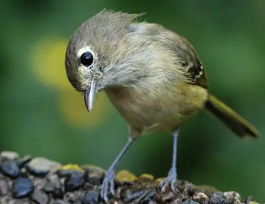 Picture of a hutton's vireo (Vireo huttoni)