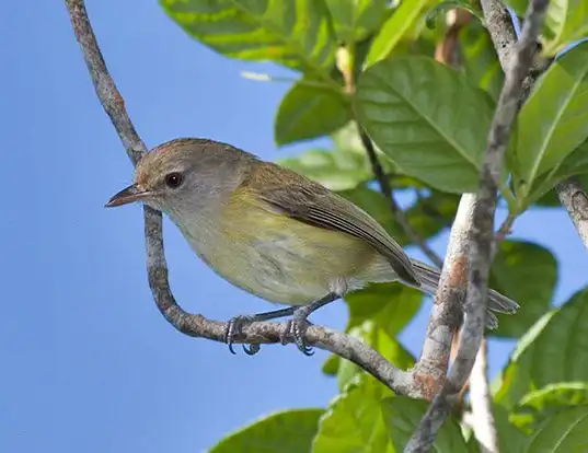 Picture of a puerto rican vireo (Vireo latimeri)