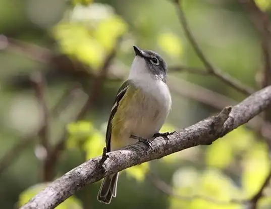 Picture of a solitary vireo (Vireo solitarius)
