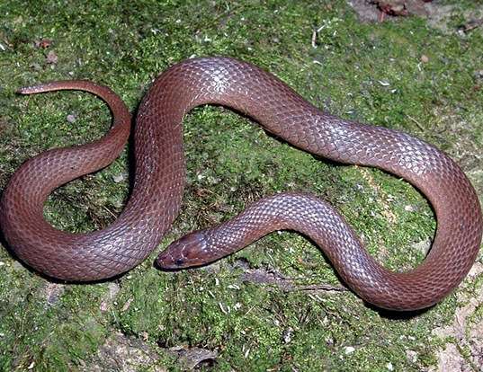 Picture of a rough earth snake (Virginia striatula)