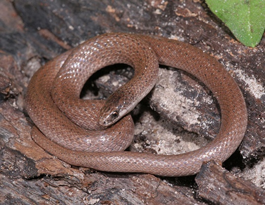 Picture of a smooth earth snake (Virginia valeriae)