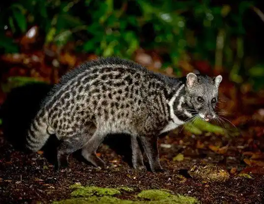 Picture of a malay civet (Viverra tangalunga)