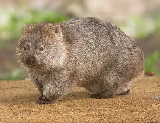 Picture of a wombat (Vombatus ursinus)