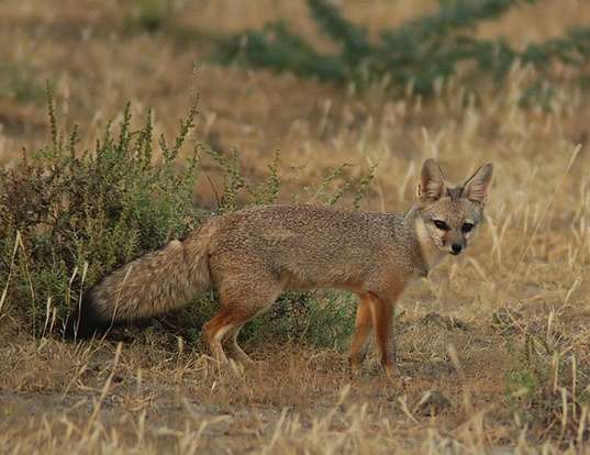 Picture of a bengal fox (Vulpes bengalensis)