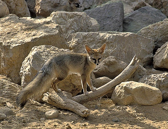 Picture of a blanford's fox (Vulpes cana)