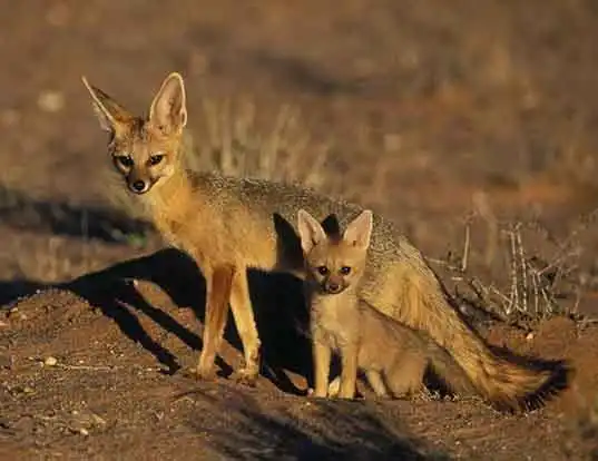 Picture of a cape fox (Vulpes chama)