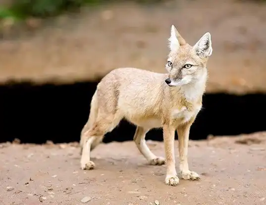 Picture of a corsac fox (Vulpes corsac)