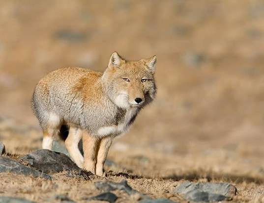 Picture of a tibetan fox (Vulpes ferrilata)