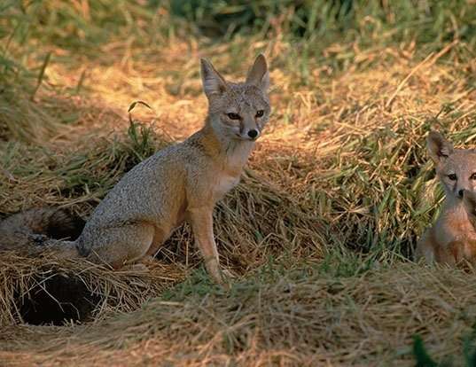 Picture of a kit fox (Vulpes macrotis)