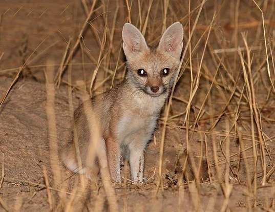 Picture of a pale fox (Vulpes pallida)