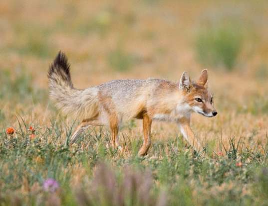 Picture of a swift fox (Vulpes velox)