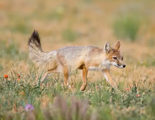 Picture of a swift fox (Vulpes velox)