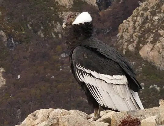Picture of a andean condor (Vultur gryphus)