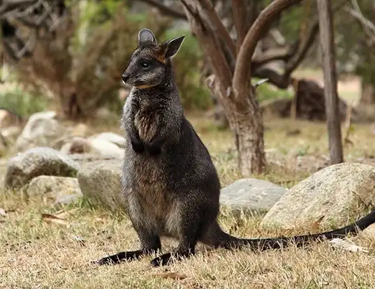 Picture of a swamp wallaby (Wallabia bicolor)