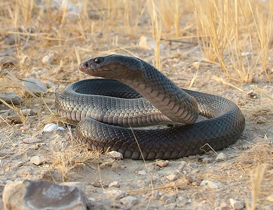 Picture of a black desert cobra (Walterinnesia aegyptia)