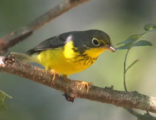 Picture of a canada warbler (Wilsonia canadensis)