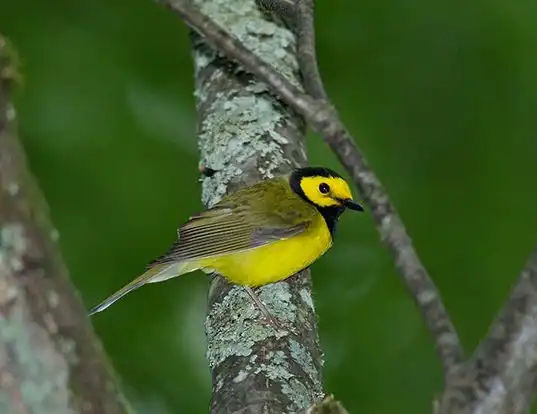 Picture of a hooded warbler (Wilsonia citrina)
