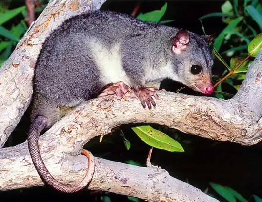 Picture of a scaly-tailed possum (Wyulda squamicaudata)