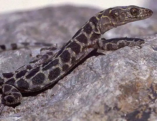 Picture of a granite night lizard (Xantusia henshawi)