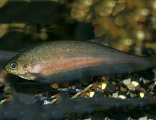 Picture of a african knifefish (Xenomystus nigri)
