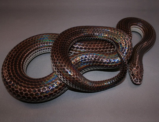 Picture of a sunbeam snake (Xenopeltis unicolor)
