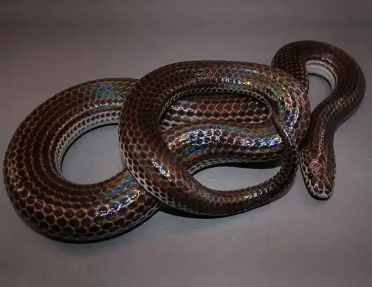 Picture of a sunbeam snake (Xenopeltis unicolor)