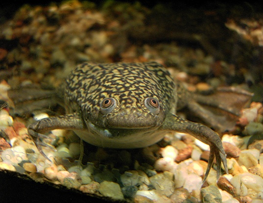 Picture of a platanna (Xenopus laevis)