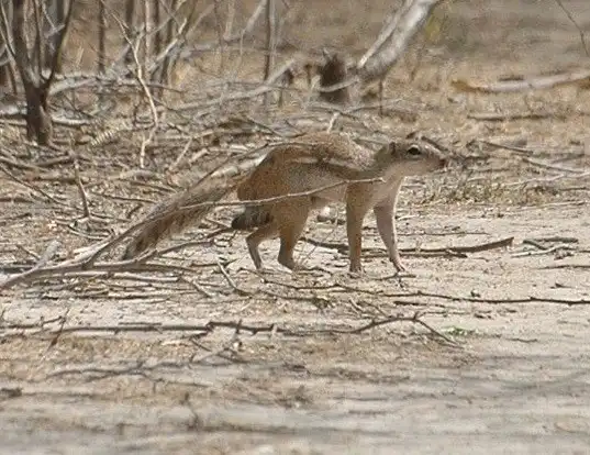 Picture of a striped ground squirrel (Xerus erythropus)