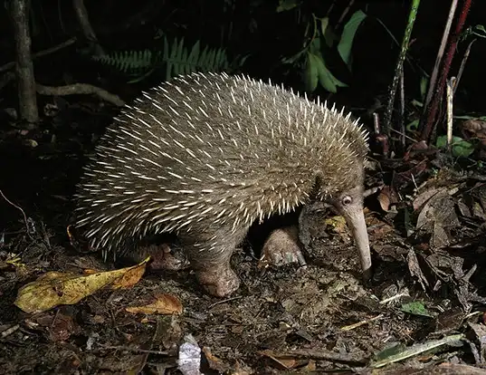 Picture of a western long-beaked echidna (Zaglossus bruijnii)