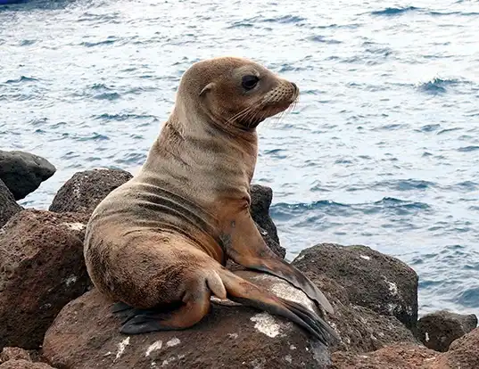 Picture of a galapagos sea lion (Zalophus wollebaeki)