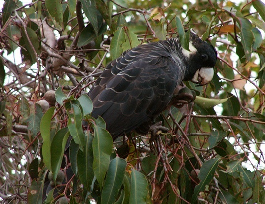 Picture of a long-billed black cockatoo (Zanda baudinii)