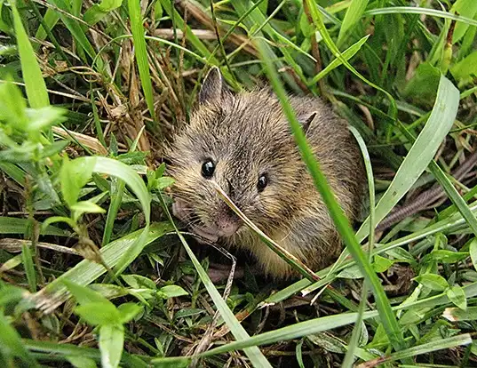 Picture of a meadow jumping mouse (Zapus hudsonius)