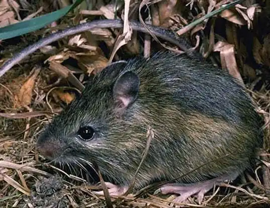 Picture of a pacific jumping mouse (Zapus princeps)