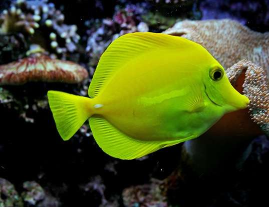 Picture of a yellow tang (Zebrasoma flavescens)