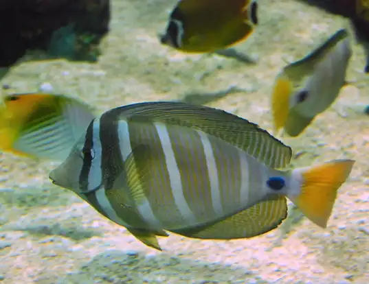 Picture of a sailfin tang (Zebrasoma veliferum)