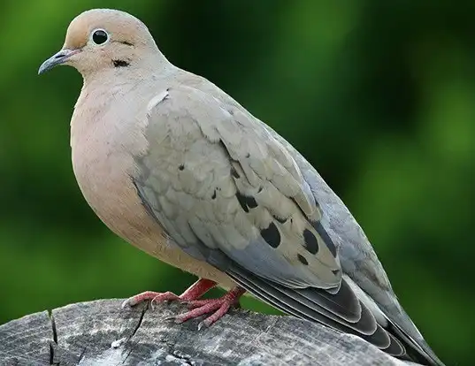 Picture of a mourning dove (Zenaida macroura)