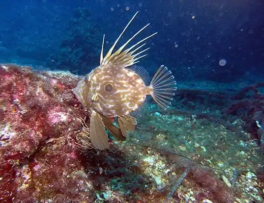 Picture of a european john dory (Zeus faber)