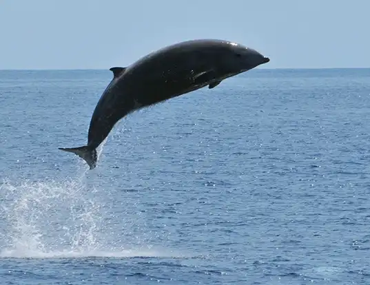 Picture of a cuvier's beaked whale (Ziphius cavirostris)