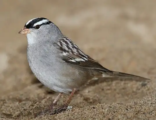 Picture of a white-crowned sparrow (Zonotrichia leucophrys)
