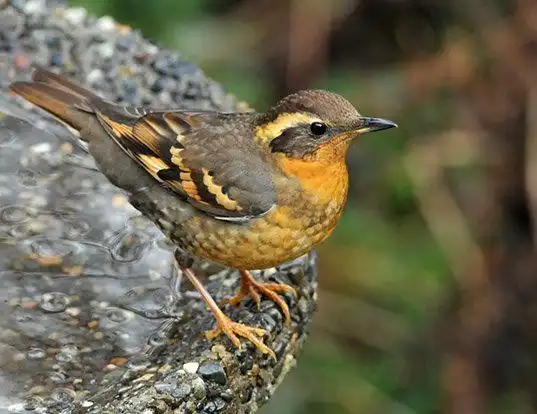 Picture of a varied thrush (Zoothera naevia)