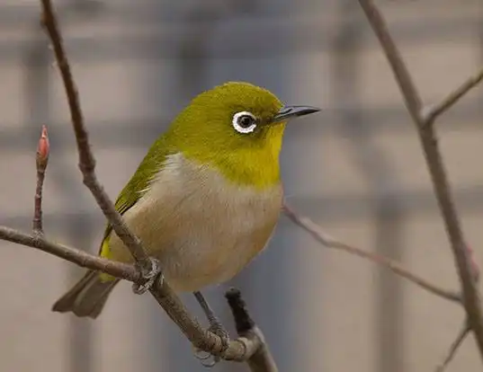 Picture of a japanese white-eye (Zosterops japonicus)