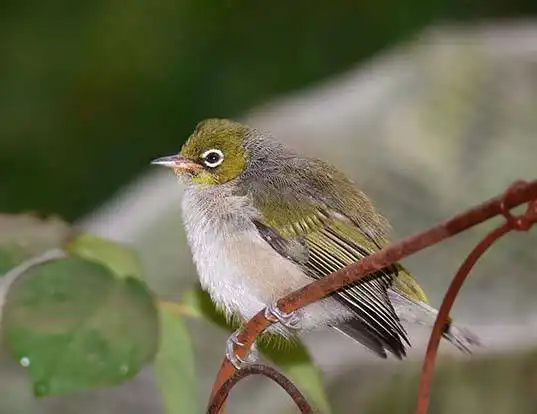 Picture of a silvereye (Zosterops lateralis)