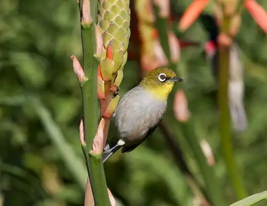 Picture of a pale white-eye (Zosterops pallidus)