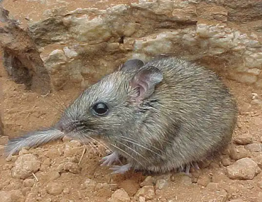 Picture of a central rock rat (Zyzomys pedunculatus)