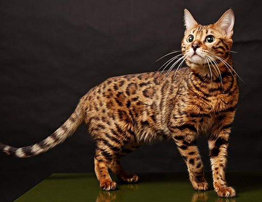 Picture of a bengal